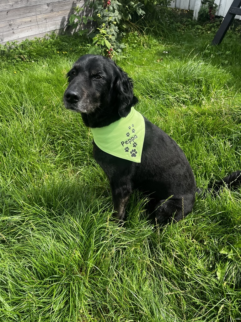 Peppa, ein schwarzer Goldendoodle mit grauer Schnauze, sitzt im Gras und trägt ein hellgrünes Halstuch mit ihrem Namen