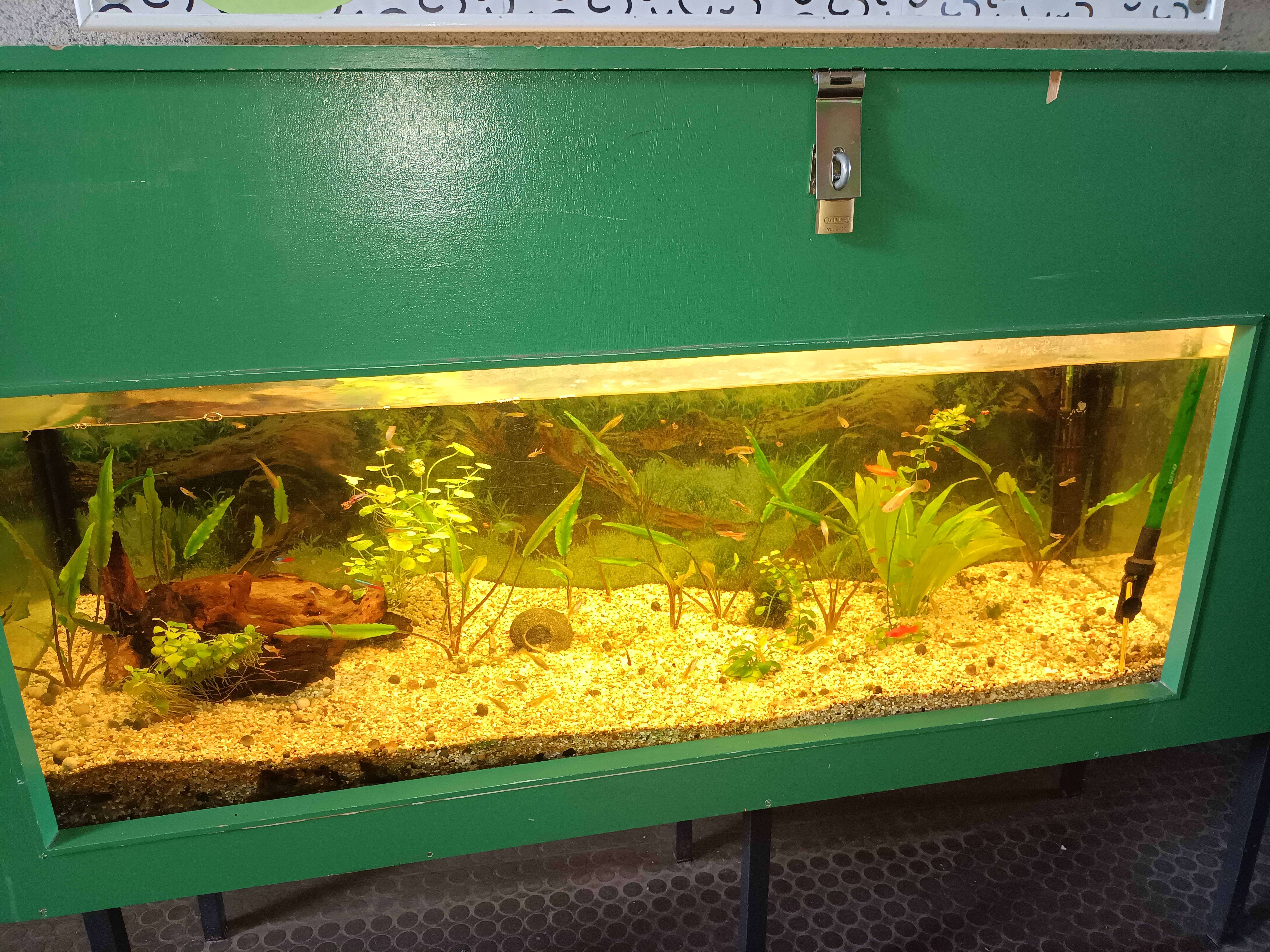 Bepflanztes Schulaquarium mit Fischen, Wasserpflanzen und Wurzelholz in einem grünen Holzgehäuse.