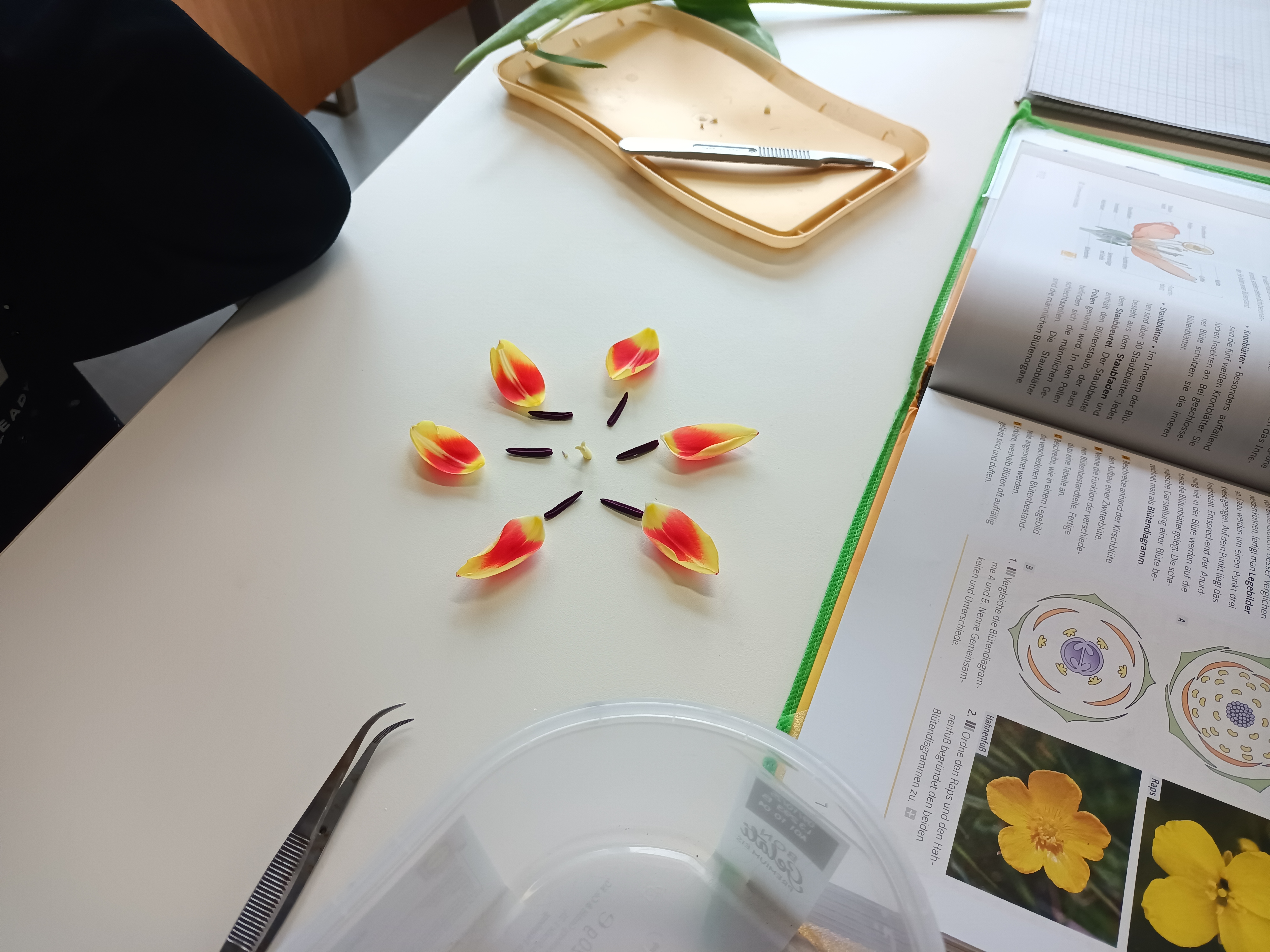 Zerlegte Tulpenblüte mit sortiert ausgelegten Blütenblättern und Staubblättern zur Untersuchung des Blütenaufbaus, Biologie Stufe 5.
