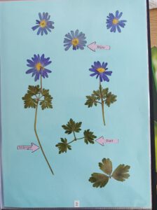 Herbarblätter aus dem Herbarium von Jan Kiupel, Biologiekurs Stufe 9