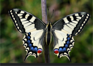 Zwei Schwalbenschwänze (Papilio machaon) bei der Balz auf einem Berggipfel