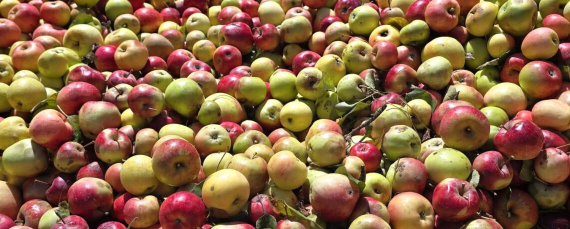 tausende Äpfel in rot und grün in einem Stahlcontainer