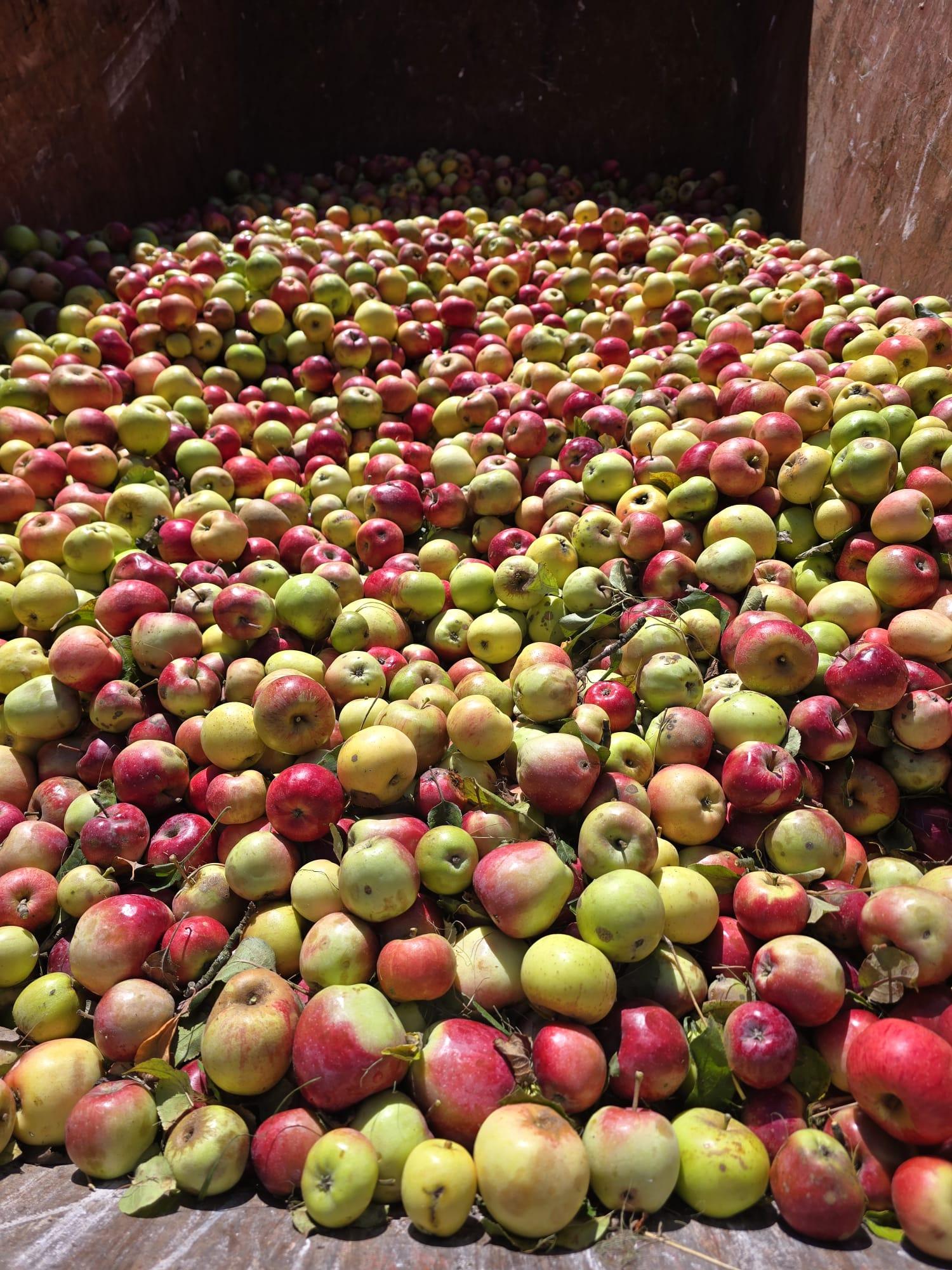 tausende Äpfel in rot und grün in einem Stahlcontainer