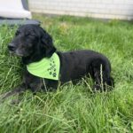Schulhund Peppa liegt im Gras