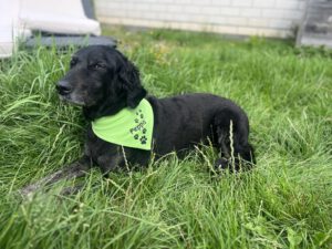 Schulhund Peppa liegt im Gras